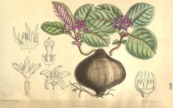 معرفی و راهنمای پرورش درختان میوه - سروا